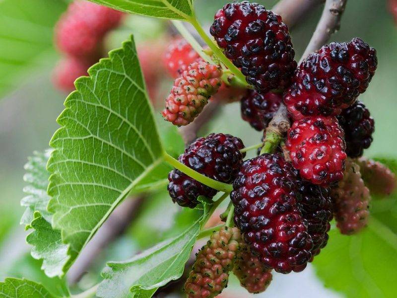 Шелковица купить саженцы из питомнике в Серове