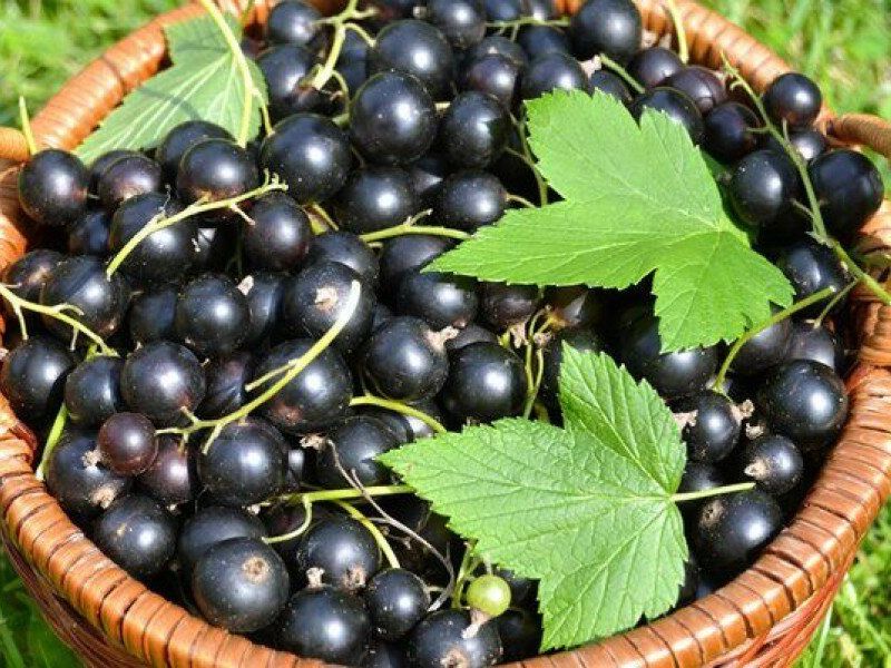 Смородина купить саженцы из питомника в Серове