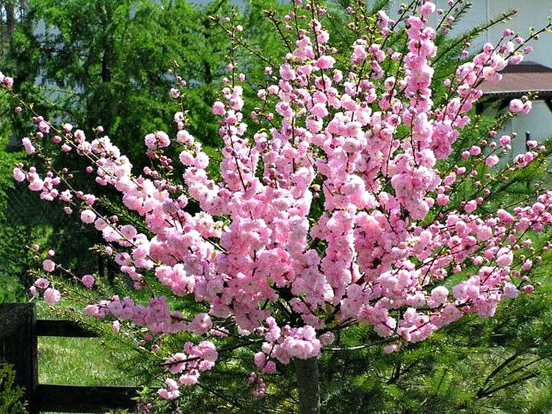 Миндаль купить саженцы из питомника в Серове