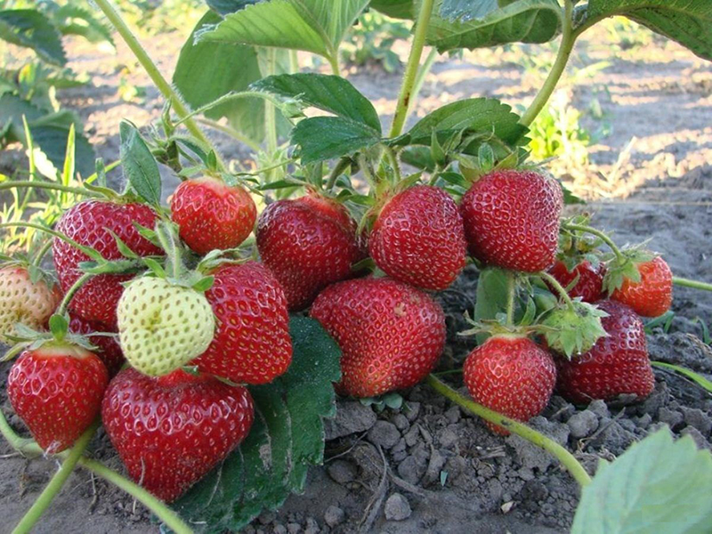 Клубника купить саженцы из питомника в Серове