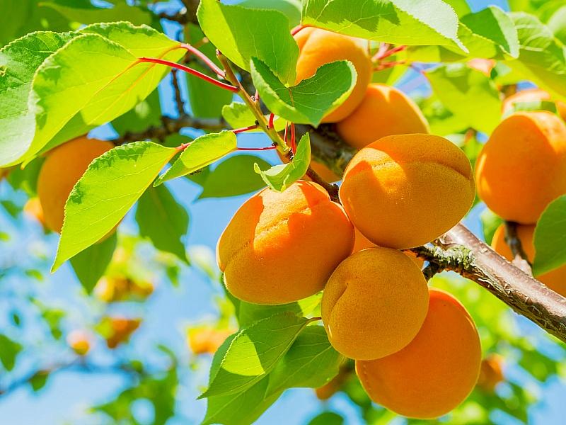 Абрикос купить саженцы из питомнике в Серове