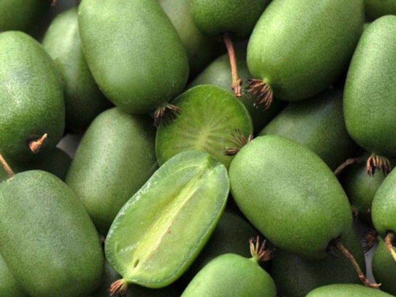 Актинидия купить саженцы из питомнике в Серове