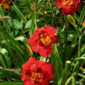 Лилейник "ХАЙЛЕНД ЛОРД"