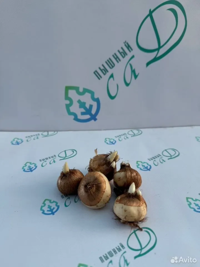 Крокус«Флауэр Рекорд» (5 штук)