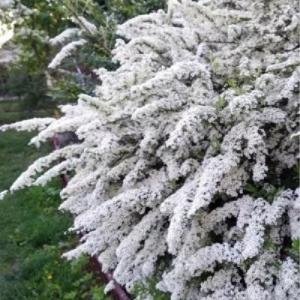 Спирея "ГРАЦИОЗА" (стакан Р9)