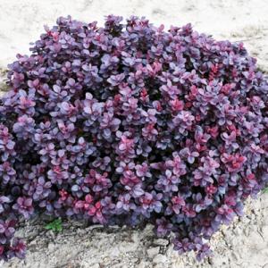 Барбарис "КОНКОРД"