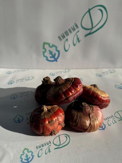Гладиолус Белый медведь (5 шт. луковиц в упаковке)