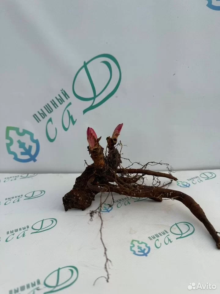 Пион "УАЙТ"