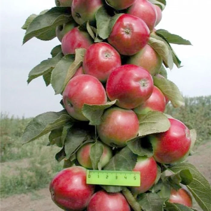 Яблоня колоновидная "ЕСЕНИЯ"