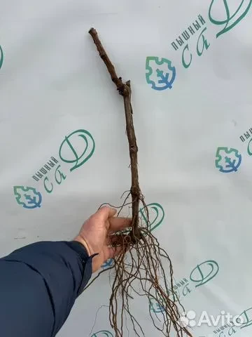 Виноград "РКАЦИТЕЛИ"