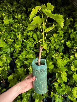 Виноград "БАРСЕЛОНА" ранний